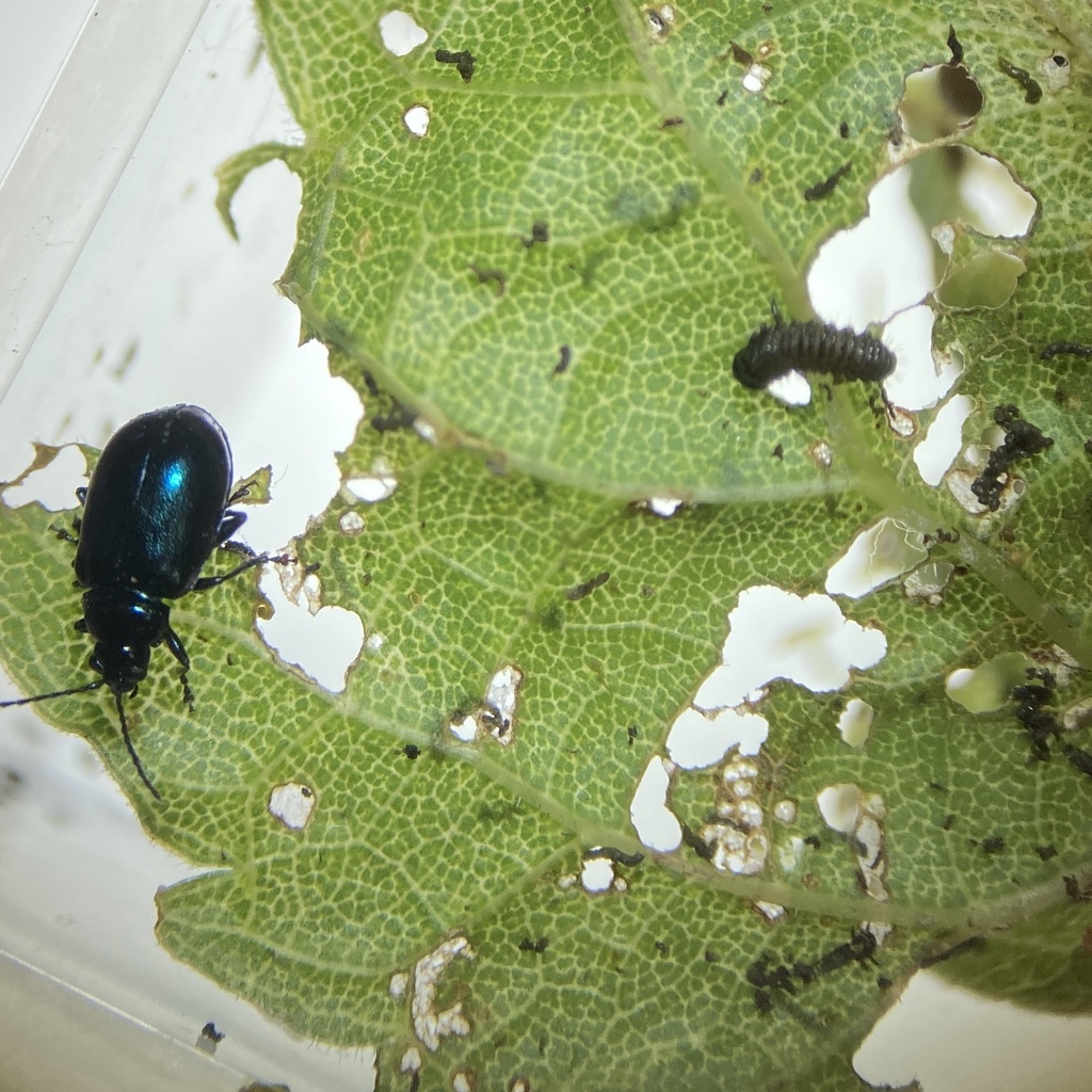 Grape Flea Beetle