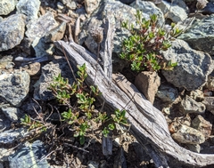 Monardella purpurea