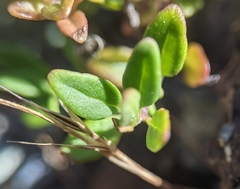 Monardella purpurea