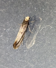 Tinea occidentella