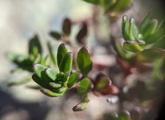 Monardella purpurea