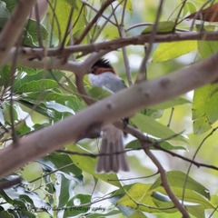 Hemixos castanonotus