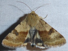 Heliothis phloxiphaga