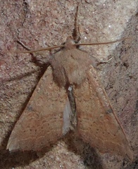 Perigonica fulminans