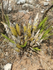 Cyrtopodium macrobulbon