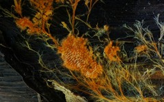 Hydnophlebia chrysorhiza image