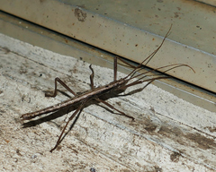 Anisomorpha ferruginea