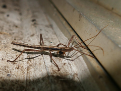Anisomorpha ferruginea