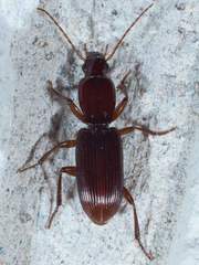 Stenomorphus