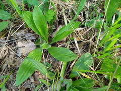 Plantago media
