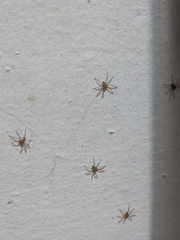 Heteropoda jugulans