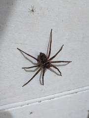 Heteropoda jugulans