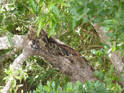 Australian Scrub Python sighting