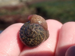 Crepidula norrisiarum