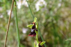 Ophrys insectifera insectifera