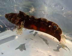 Paraclinus integripinnis