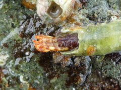 Discorsopagurus schmitti