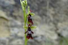 Ophrys insectifera insectifera