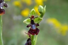 Ophrys insectifera insectifera