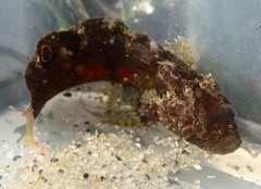 Paraclinus integripinnis