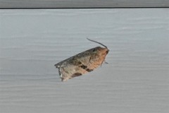 Archips grisea