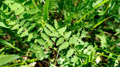Astragalus danicus