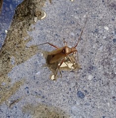 Creontiades rubrinervis