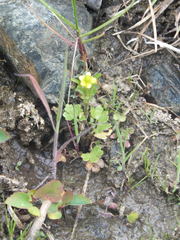 Ranunculus gmelinii