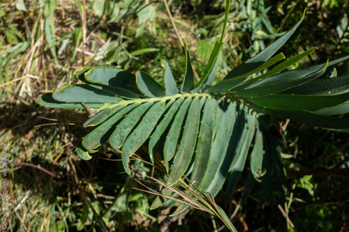 Nile cycad
