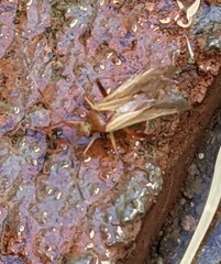 Creontiades rubrinervis