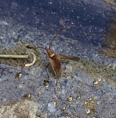 Creontiades rubrinervis