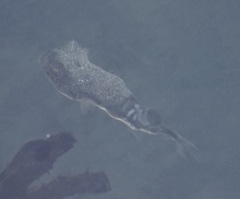 Torquigener pleurogramma