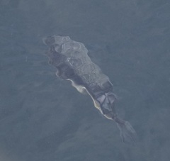 Torquigener pleurogramma