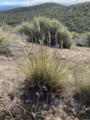 Thurber's needlegrass (Achnatherum thurberianum)