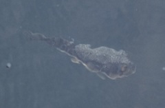 Torquigener pleurogramma