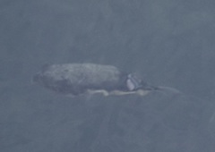 Torquigener pleurogramma