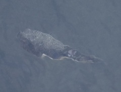 Torquigener pleurogramma