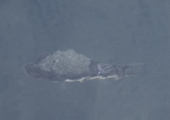 Torquigener pleurogramma