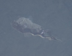 Torquigener pleurogramma