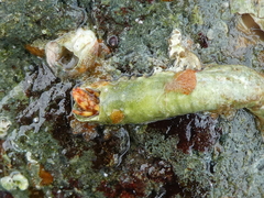 Discorsopagurus schmitti