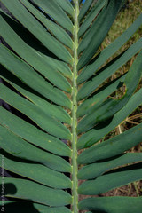 Encephalartos septentrionalis image