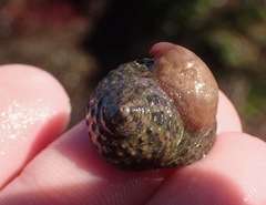 Crepidula norrisiarum