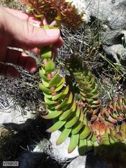 Crassula undulata