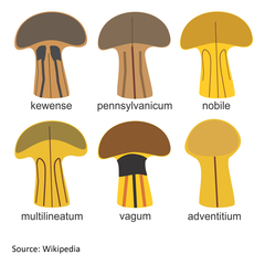 Diversibipalium