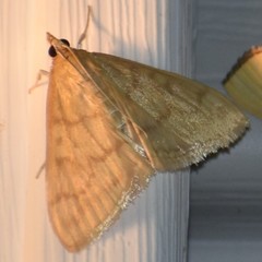 Ecpyrrhorrhoe puralis