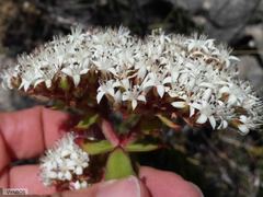 Crassula undulata
