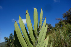 Encephalartos septentrionalis image