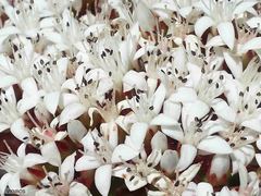 Crassula undulata