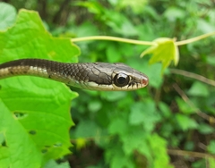 Dendrelaphis chairecacos