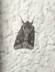 Apamea amputatrix